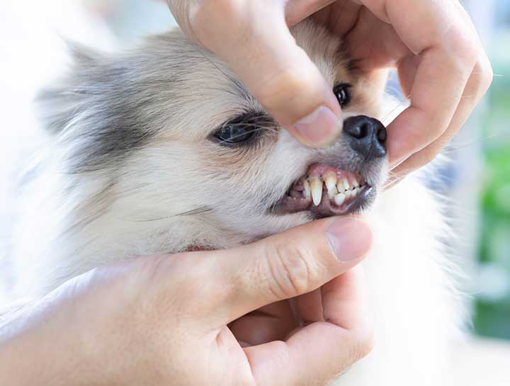 Boone Pet Dentist